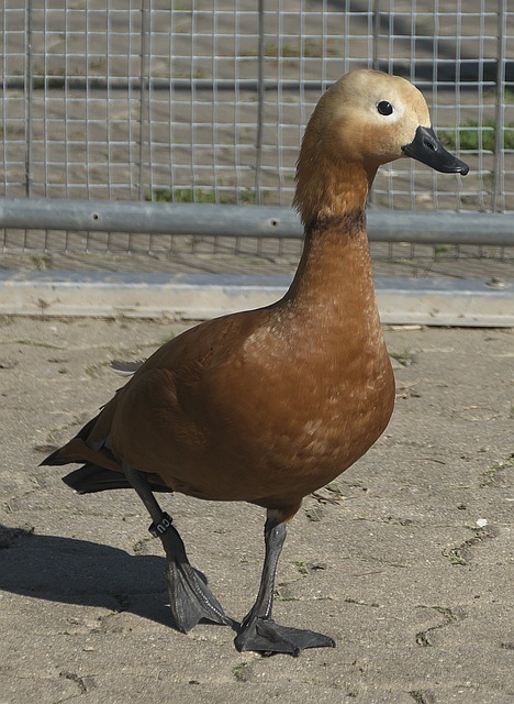 全球