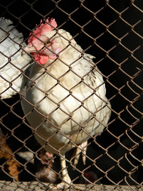 这能够为赛 这能够为赛